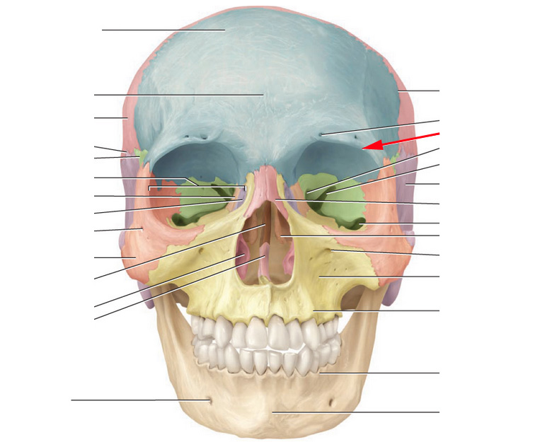 What Is This Portion Of The Frontal Bone? - Flashcard
