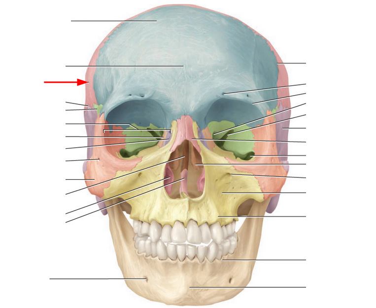 What Is This Cranial Bone?This Bone Is On Bot... - Flashcard