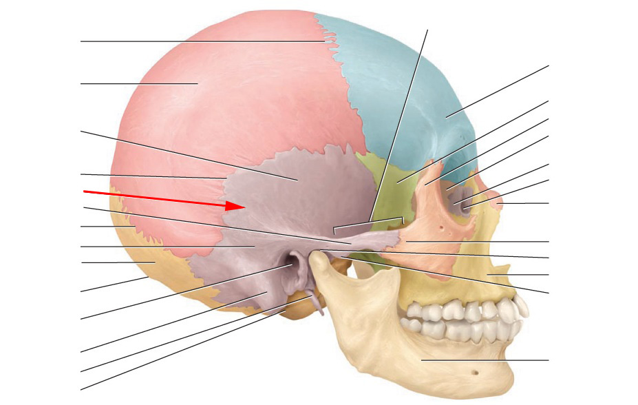 What Is This Cranial Bone?This Bone Is On Bot... - Flashcard