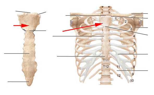 Thoracic Skeleton - Flashcards