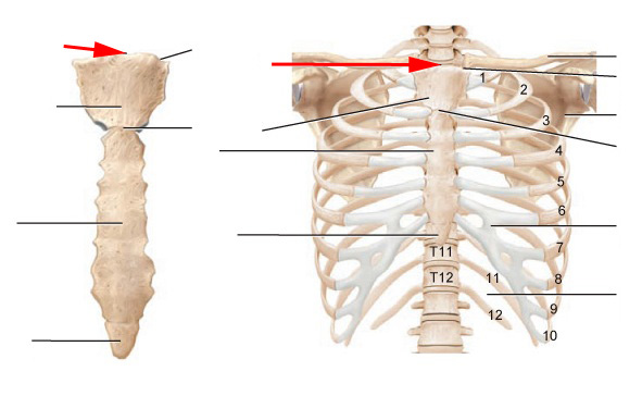 What Is This Part Of The Sternum? - Flashcard