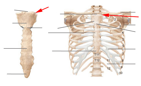 What Are These Parts Of The Sternum? - Flashcard