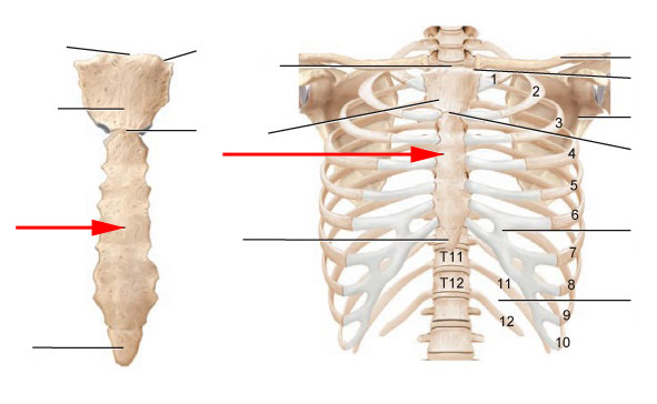 What Part Of The Sternum Is This? - Flashcard