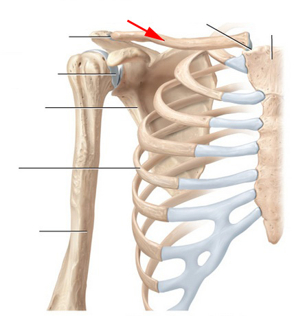 Identify These Pectoral Girdle Skeleton Flashcards - Flashcards