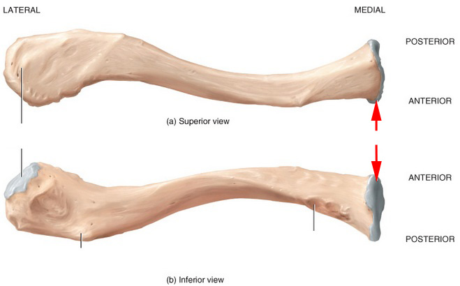 What Portion Of The Clavicle Is This? - Flashcard
