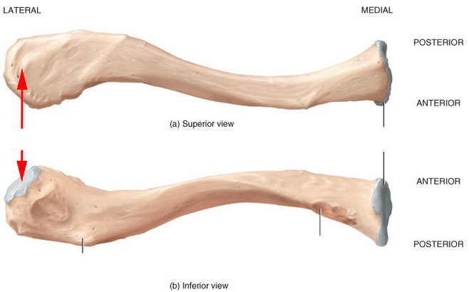 What Portion Of The Clavicle Is This? - Flashcard