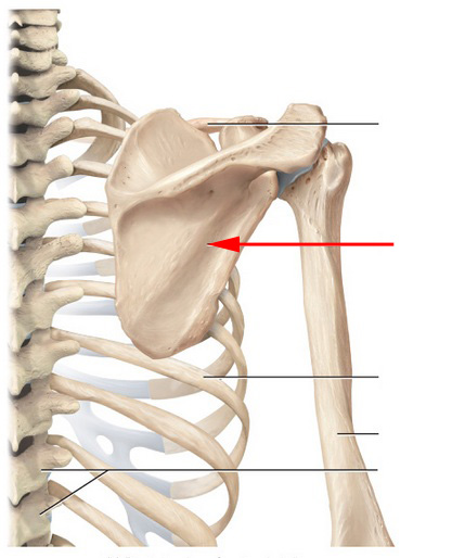 What Bone Is This? - Flashcard