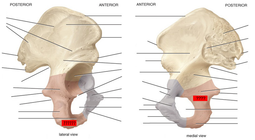 Skeletal Anatomy of Pelvic Girdle Part II Flashcards - Flashcards