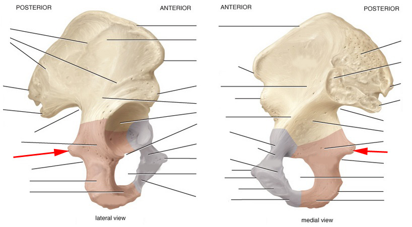 What Part Of The Pelvis Is This Called? - Flashcard