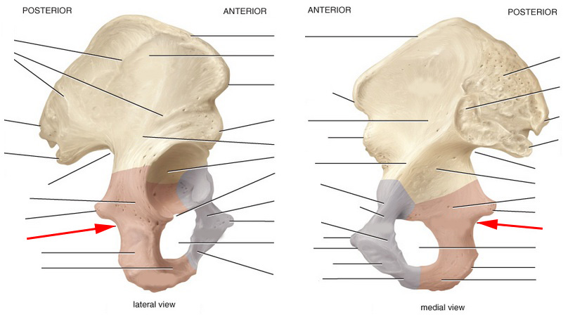 What Part Of The Pelvis Is This Called? - Flashcard