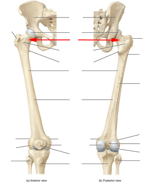 What Part Of The Femur Is This? - Flashcard