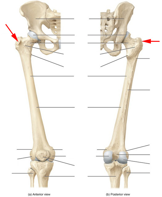 What Part Of The Femur Is This? - Flashcard