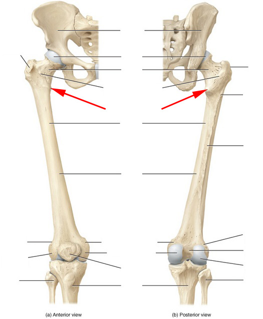 What Part Of The Femur Is This? - Flashcard