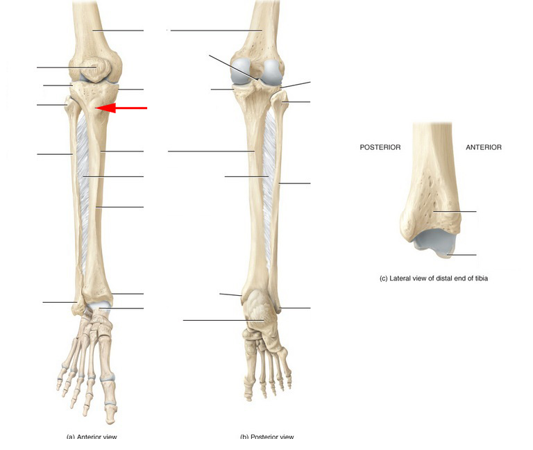 What Part Of The Tibia Is This? - Flashcard