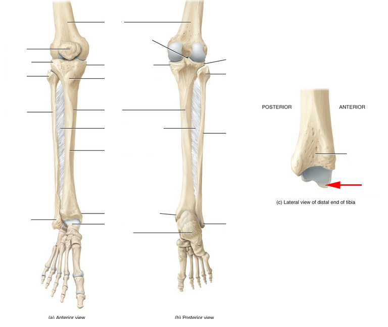 What Part Of The Tibia Is This? - Flashcard