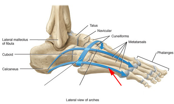 Which Foot Arch Is This?
 - Flashcard