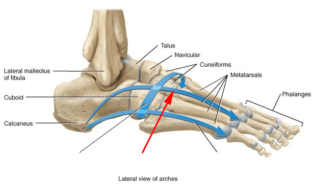 Which Foot Arch Is This?
 - Flashcard