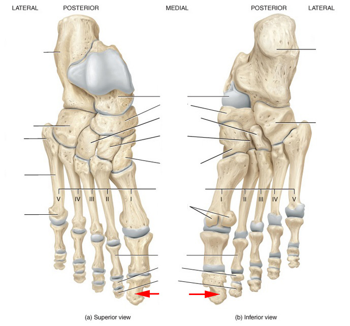 What Is This Bone Called?
 - Flashcard