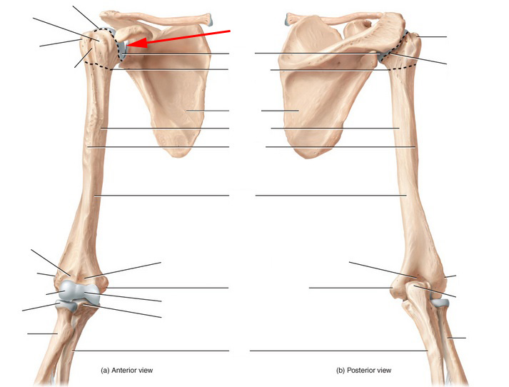 What Is This Joint Called? - Flashcard