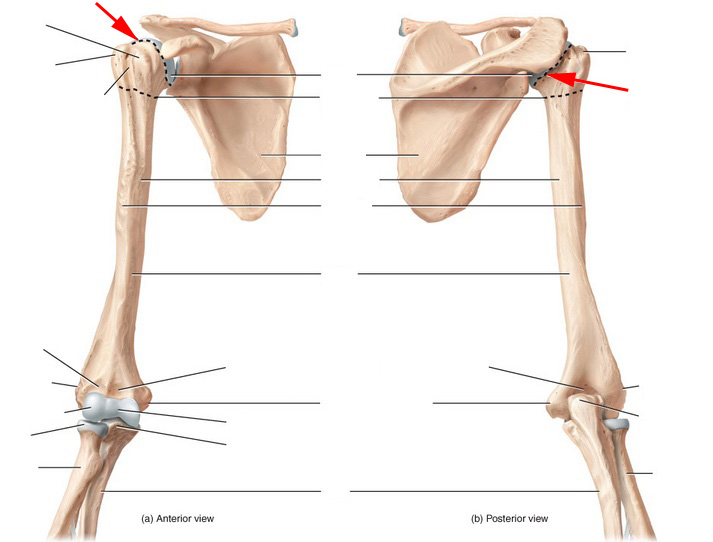 What Is This Portion Of The Humerus? - Flashcard