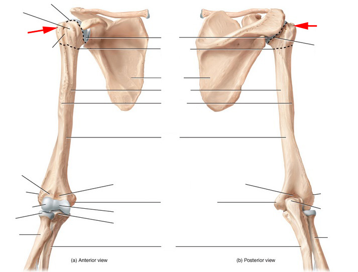 What Is This Portion Of The Humerus? - Flashcard