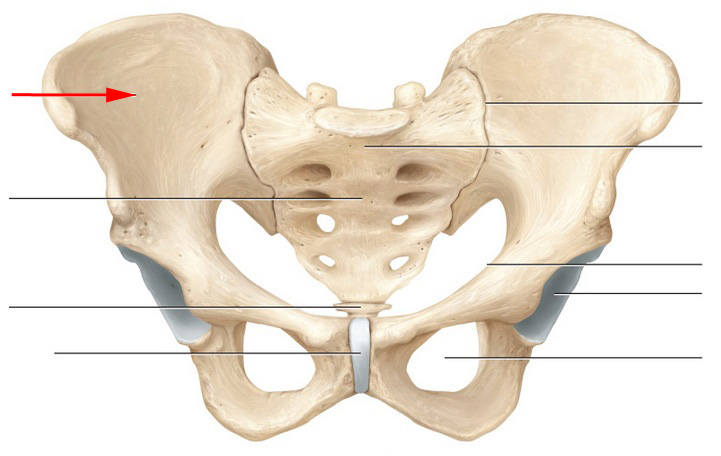 What Is Another Name For The Pelvis? - Flashcard