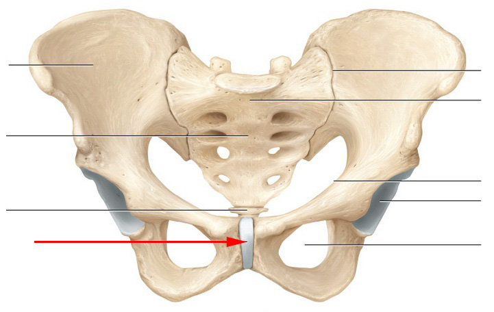 What Is This Pelvic Structure Called? - Flashcard