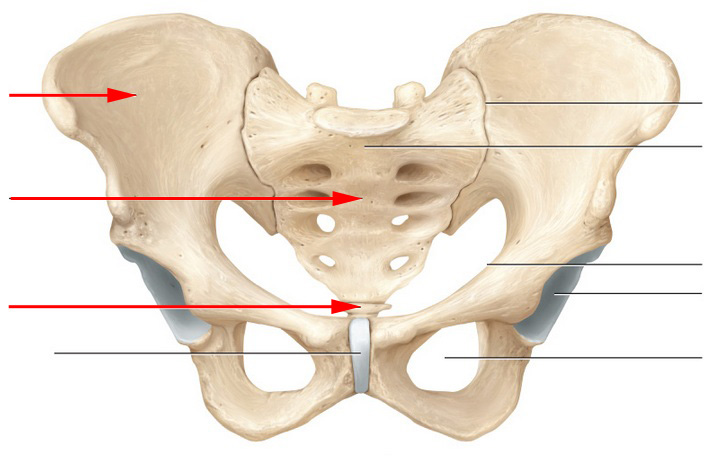 What Are These Bones Collectively Known As? - Flashcard