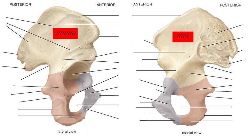 What Portion Of The Pelvis Is This Called? - Flashcard