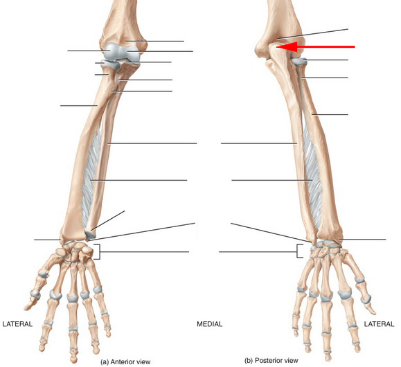 What Is This Part Of The Ulna Called? - Flashcard