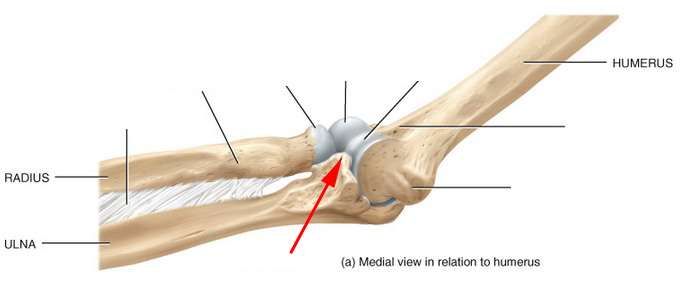 What Is This Part Of The Ulna Called?
 - Flashcard