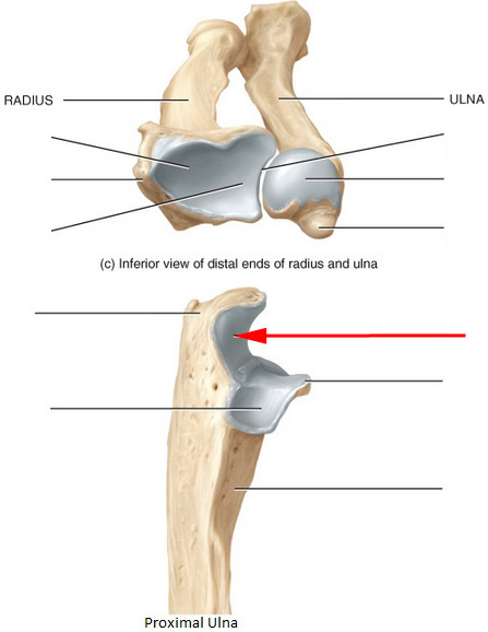 What Is This Part Of The Ulna Called?
 - Flashcard