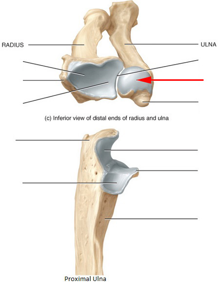 What Is This Part Of The Ulna Called?
 - Flashcard