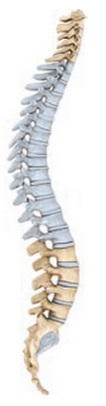 What Region Of The Vertebral Column Is This? - Flashcard