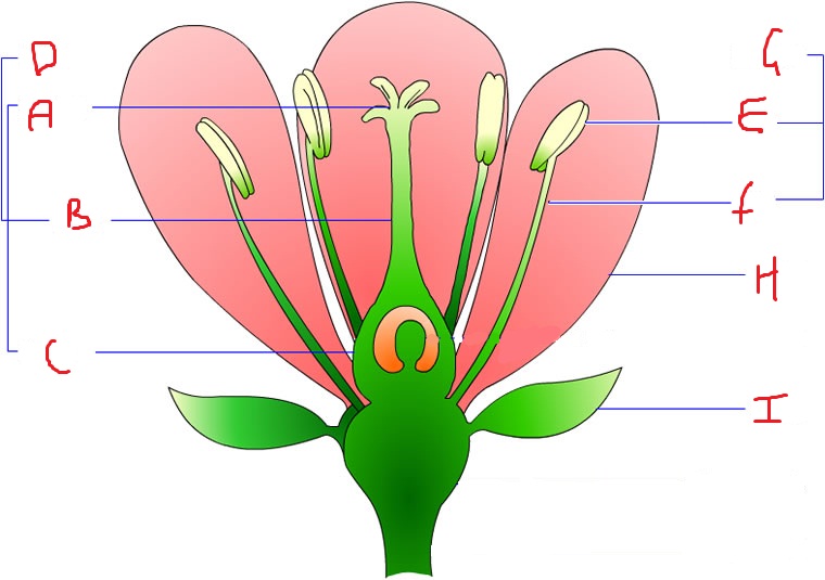 Biology (Reproduction) - Quiz