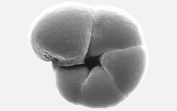 Protists-Biology 112 Protists and Fungi - Flashcards