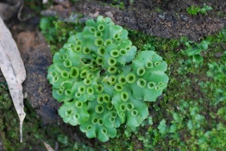 What Is This Liverwort? - Flashcard