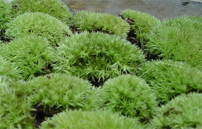 What Are These Mosses? - Flashcard