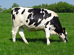 Cow Breeds Flashcards - Flashcards