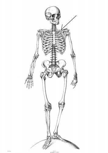 Skeleton Bones - Flashcards