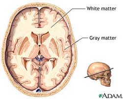 White Matter - Flashcard