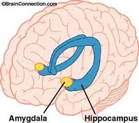 Amygdala - Flashcard