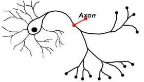 Axon - Flashcard