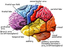 Brain - Flashcard