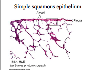 Epithelial Tissues - Flashcards