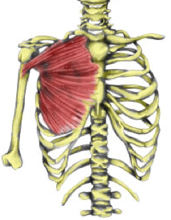 Learn the Human Muscles - Upper Body - Flashcards