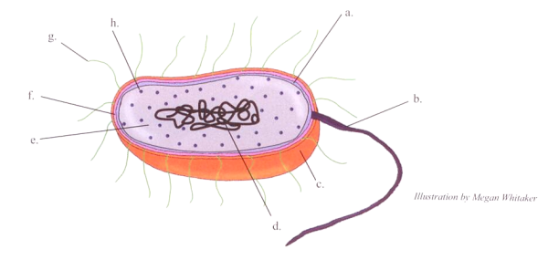 What Is (a.) Pointing To On The Bacteria? - Flashcard