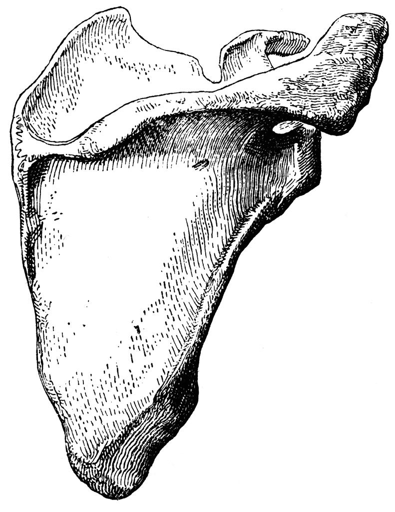 Scapula - Flashcard