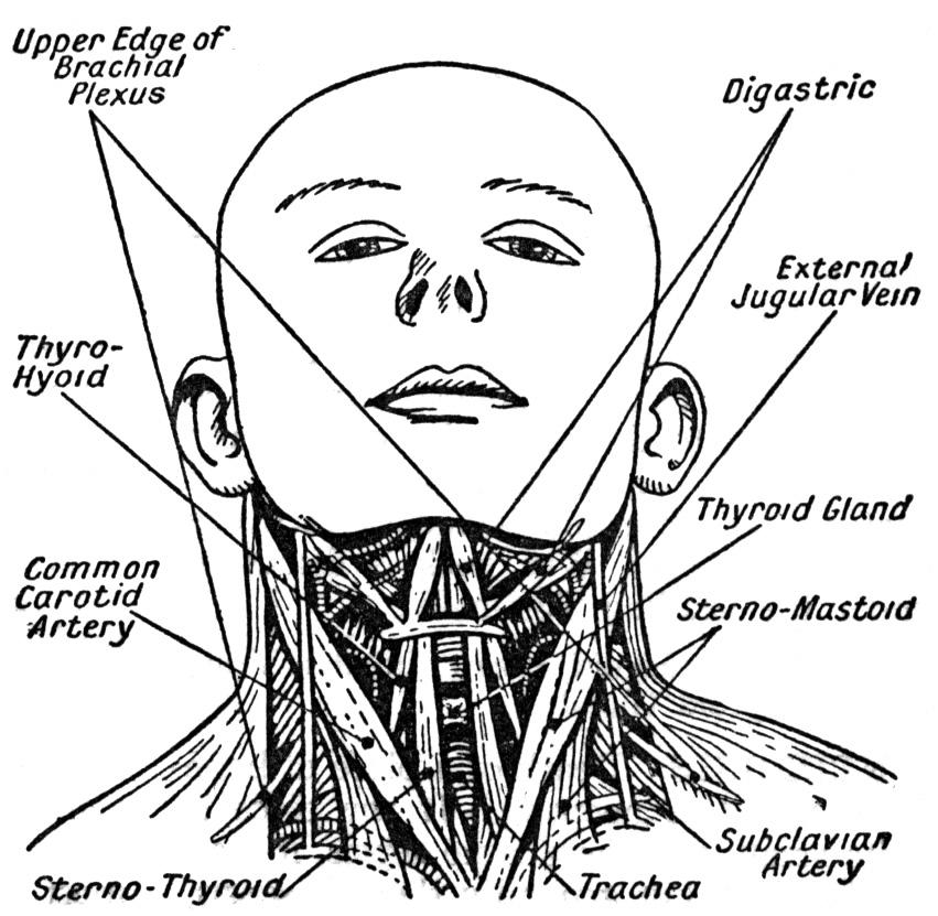 Картинки поверхностных мышц головы и шеи. Бывает носовой или шейный. Болят глаза шея голова