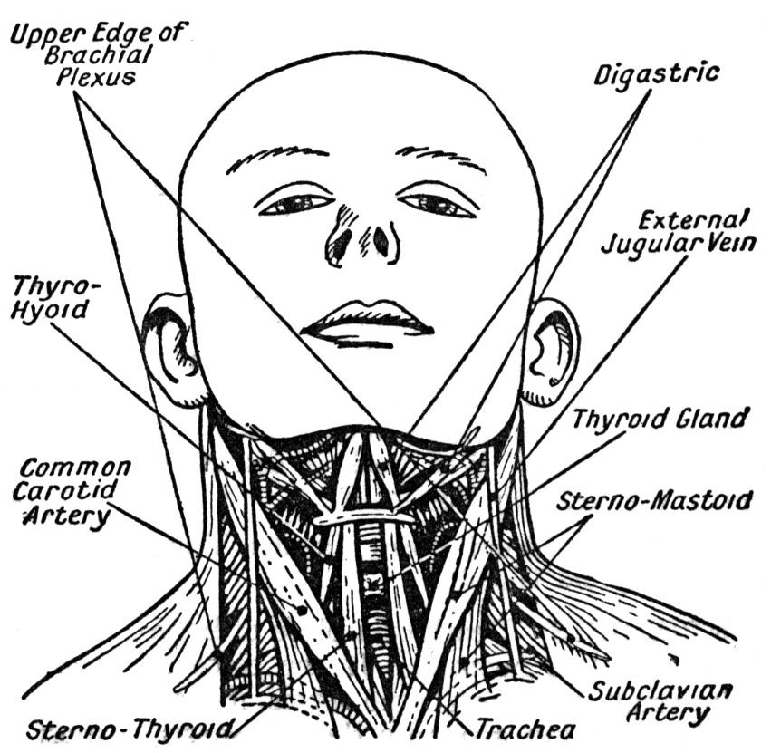 Болит горло уши и голова. Картинки поверхностных мышц головы и шеи.